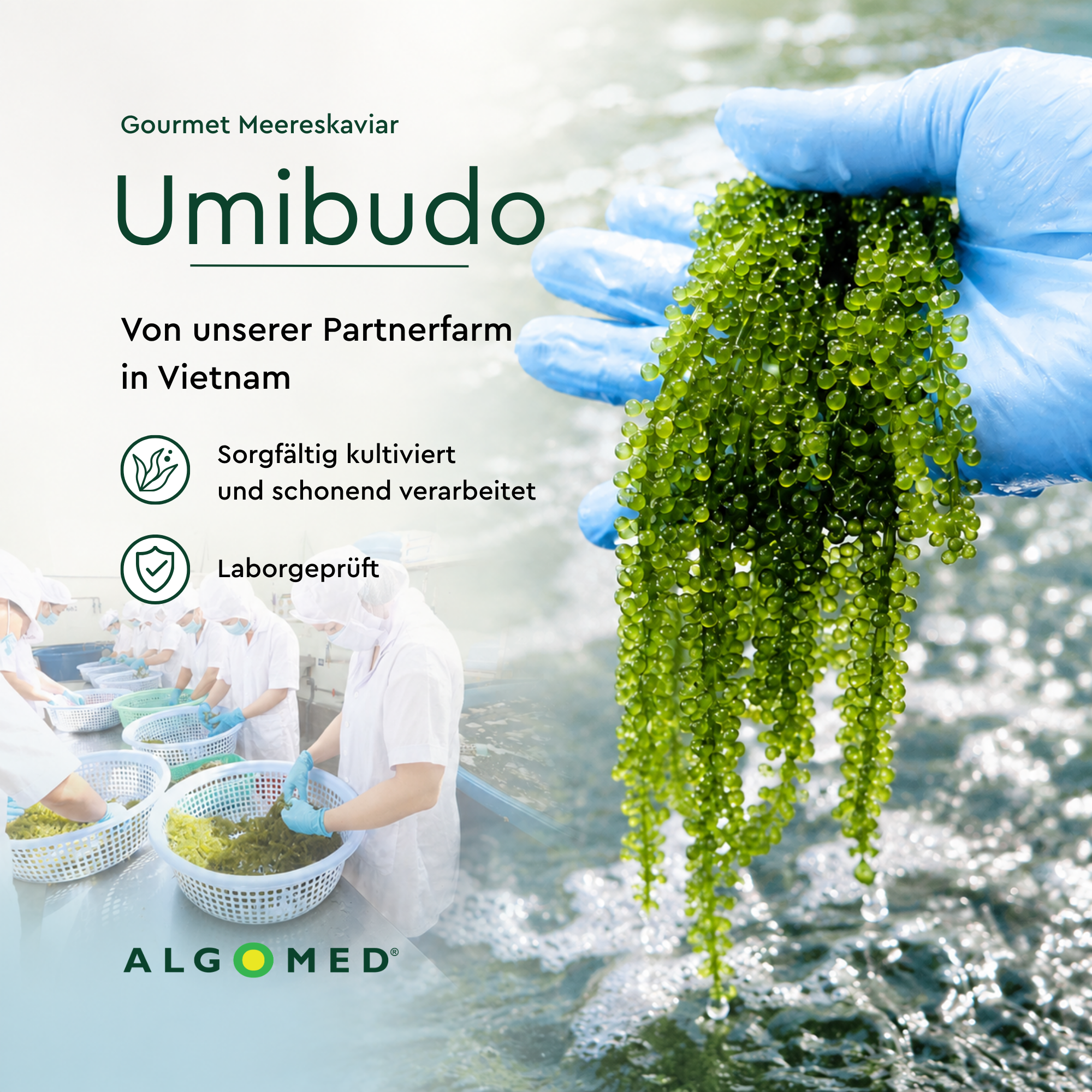 Algomed® Gourmet Meereskaviar (Umibudo)